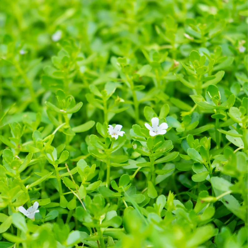 Eine Wiese mit grünen Cucuba, Monier, Pflanzen und Blüten.