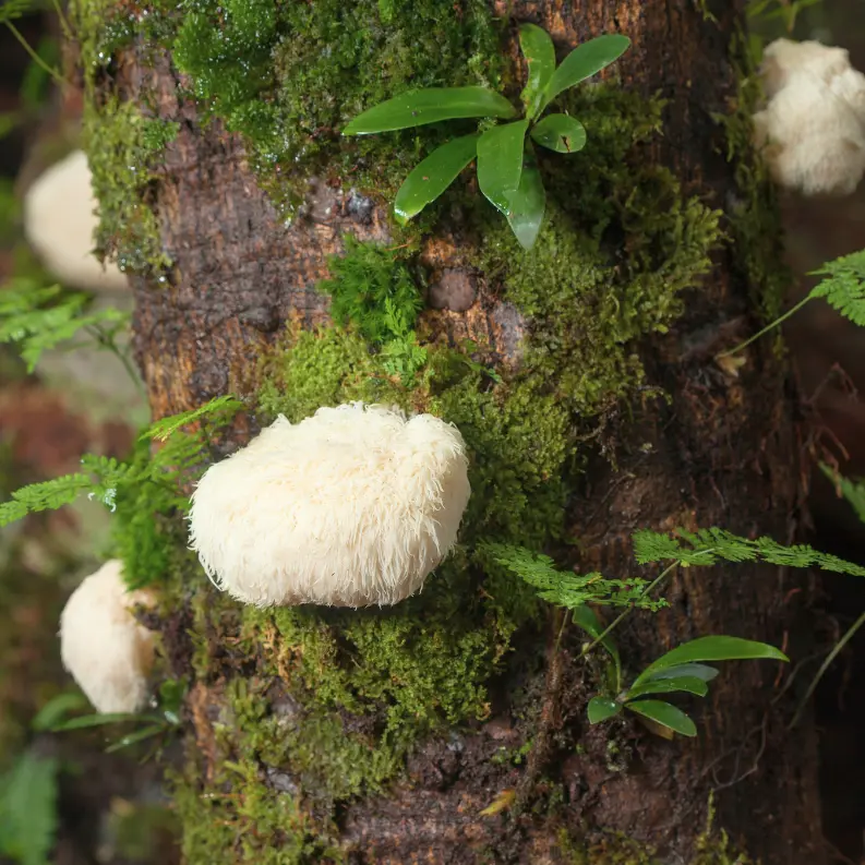 Ein Löwenmähnen-Pilz an einem Baum, Lion+´s Mane ist ein einzigartiger Heilpilz, der im Gehirn Neurogenese erzeugen kann, also das Wachstum neuer Gehirnzellen