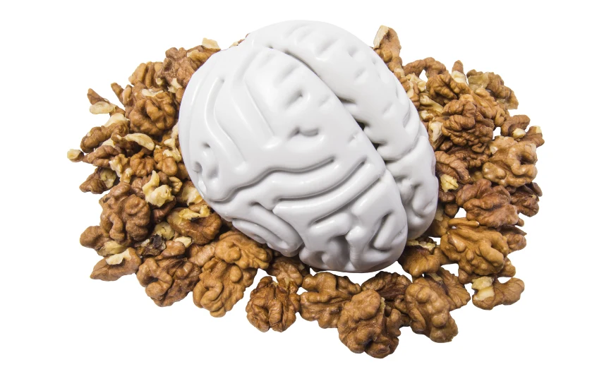 Ein Modell eines menschlichen Gehirns in mitten vieler Walnüsse